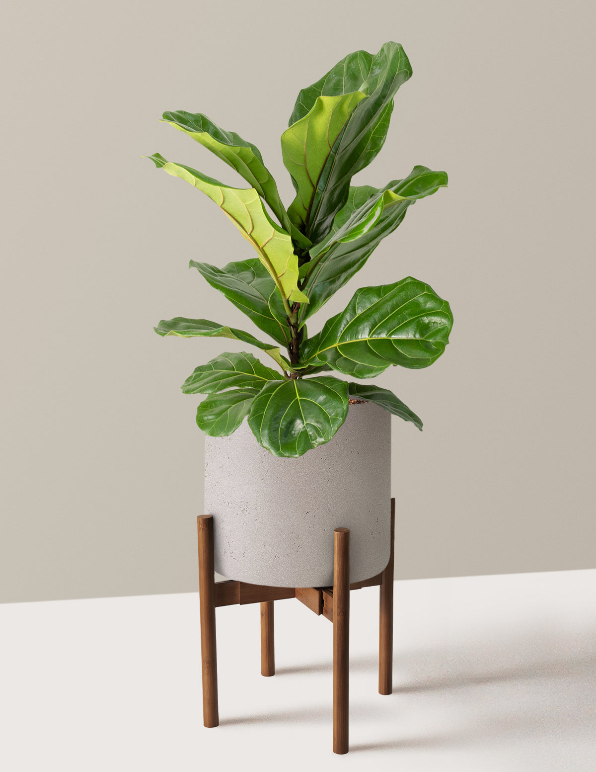 Fiddle Leaf Fig Bush