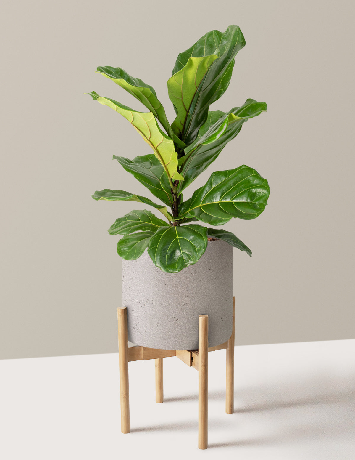 Fiddle Leaf Fig Bush