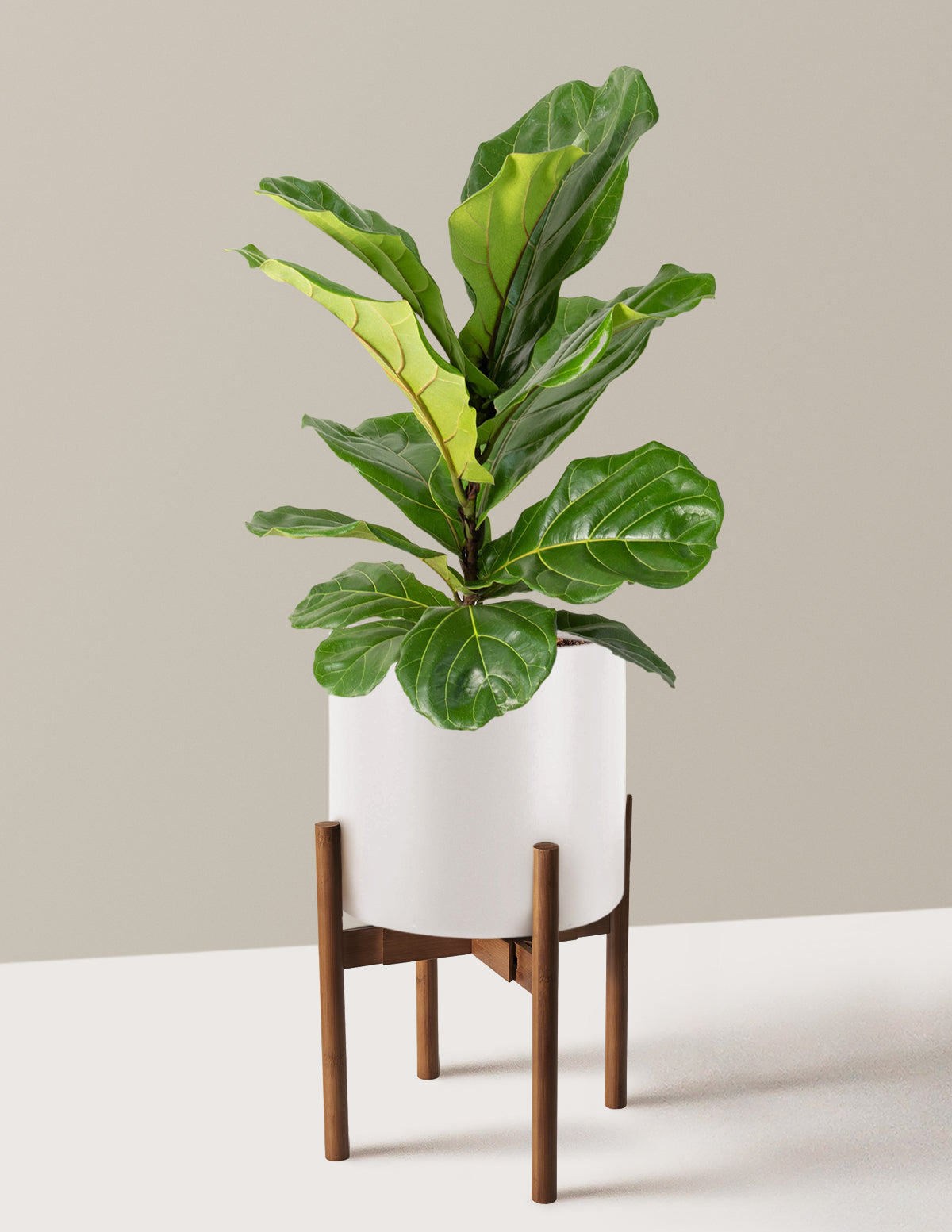 Fiddle Leaf Fig Bush