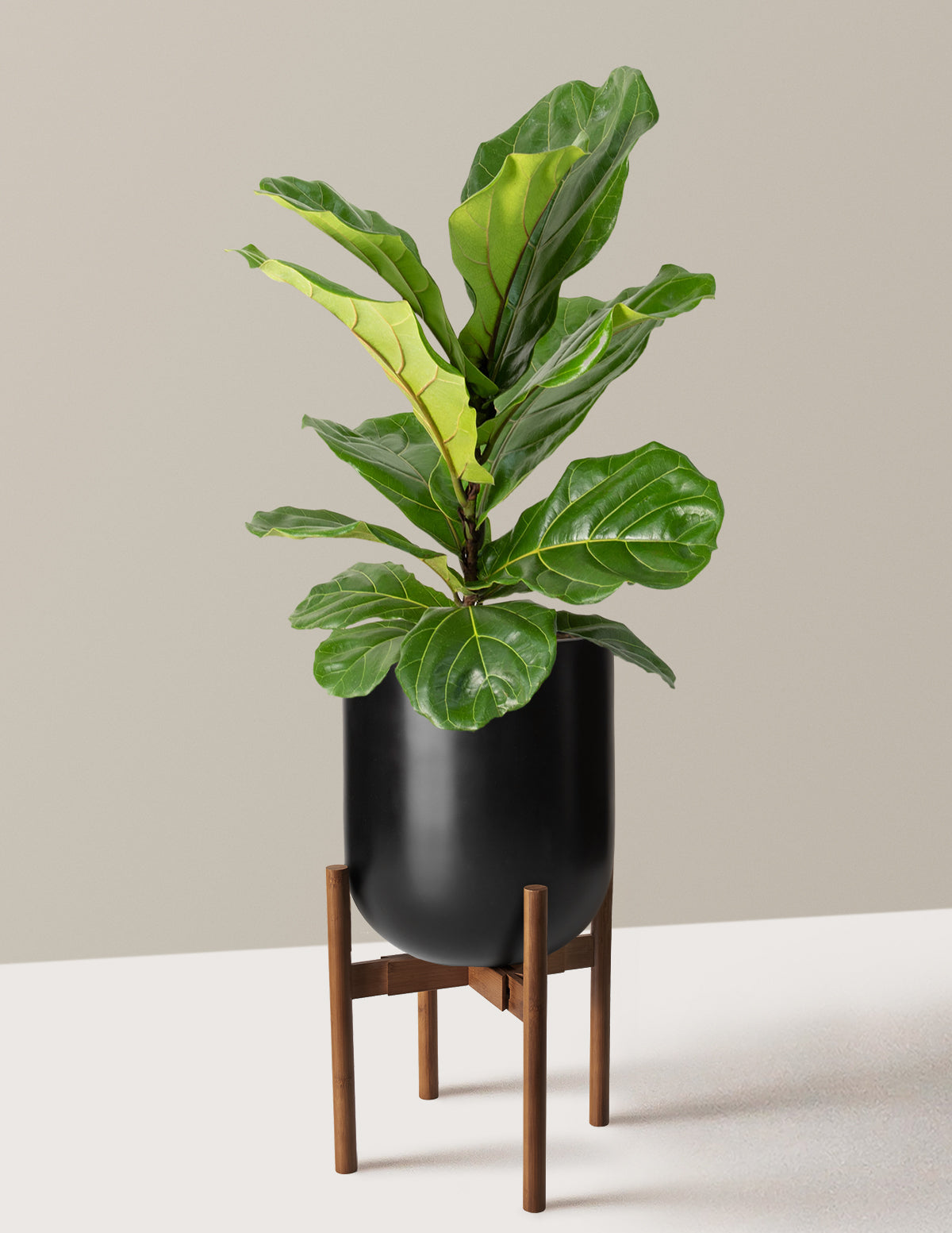 Fiddle Leaf Fig Bush