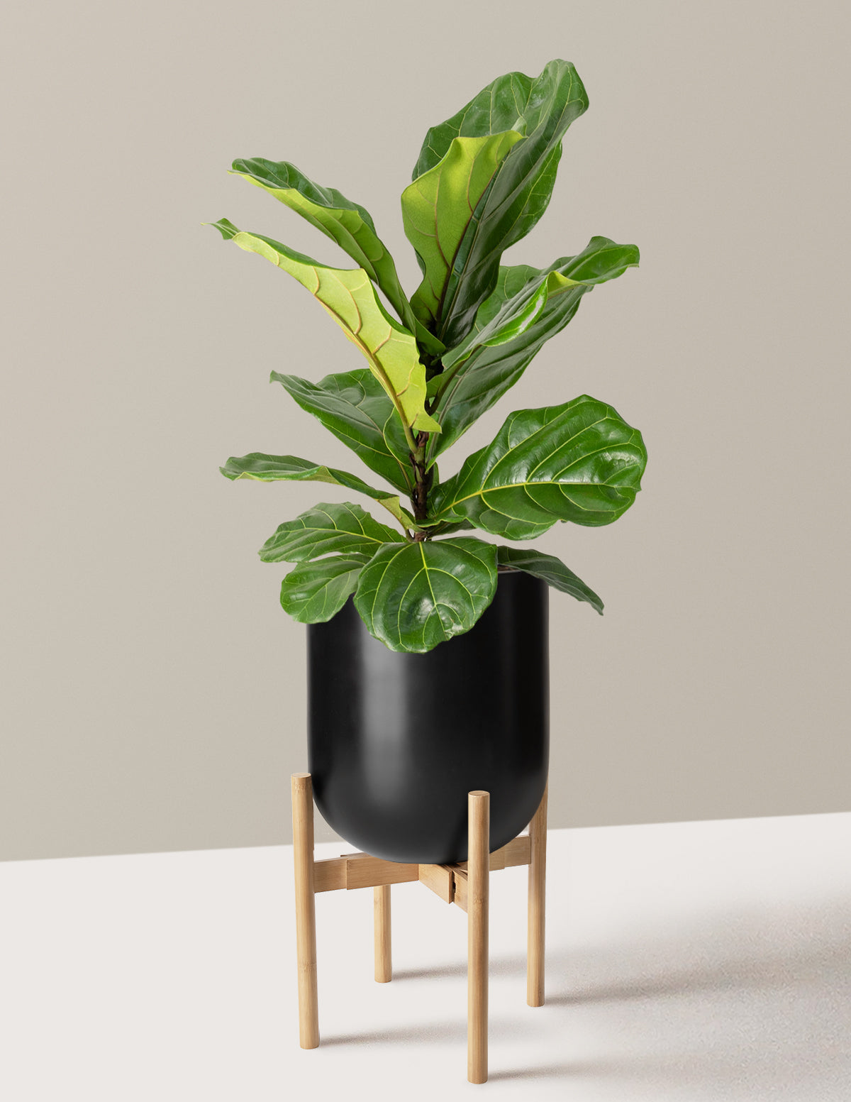 Fiddle Leaf Fig Bush
