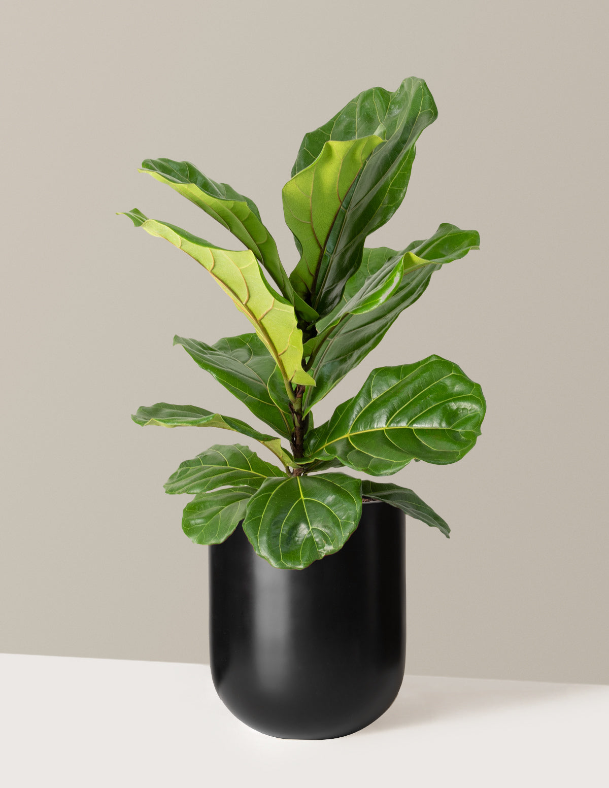 Fiddle Leaf Fig Bush