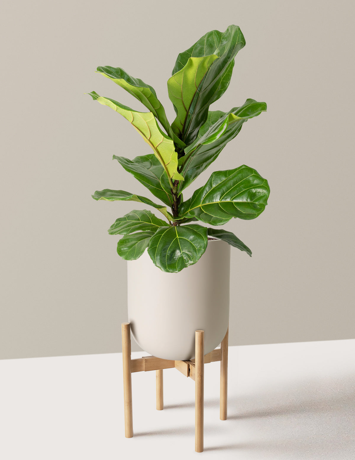 Fiddle Leaf Fig Bush