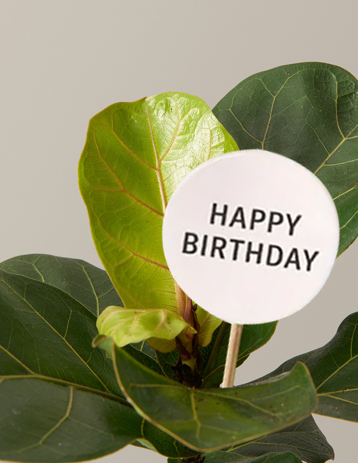 Happy Birthday Fiddle Leaf Fig Bush