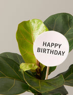 Happy Birthday Fiddle Leaf Fig Bush