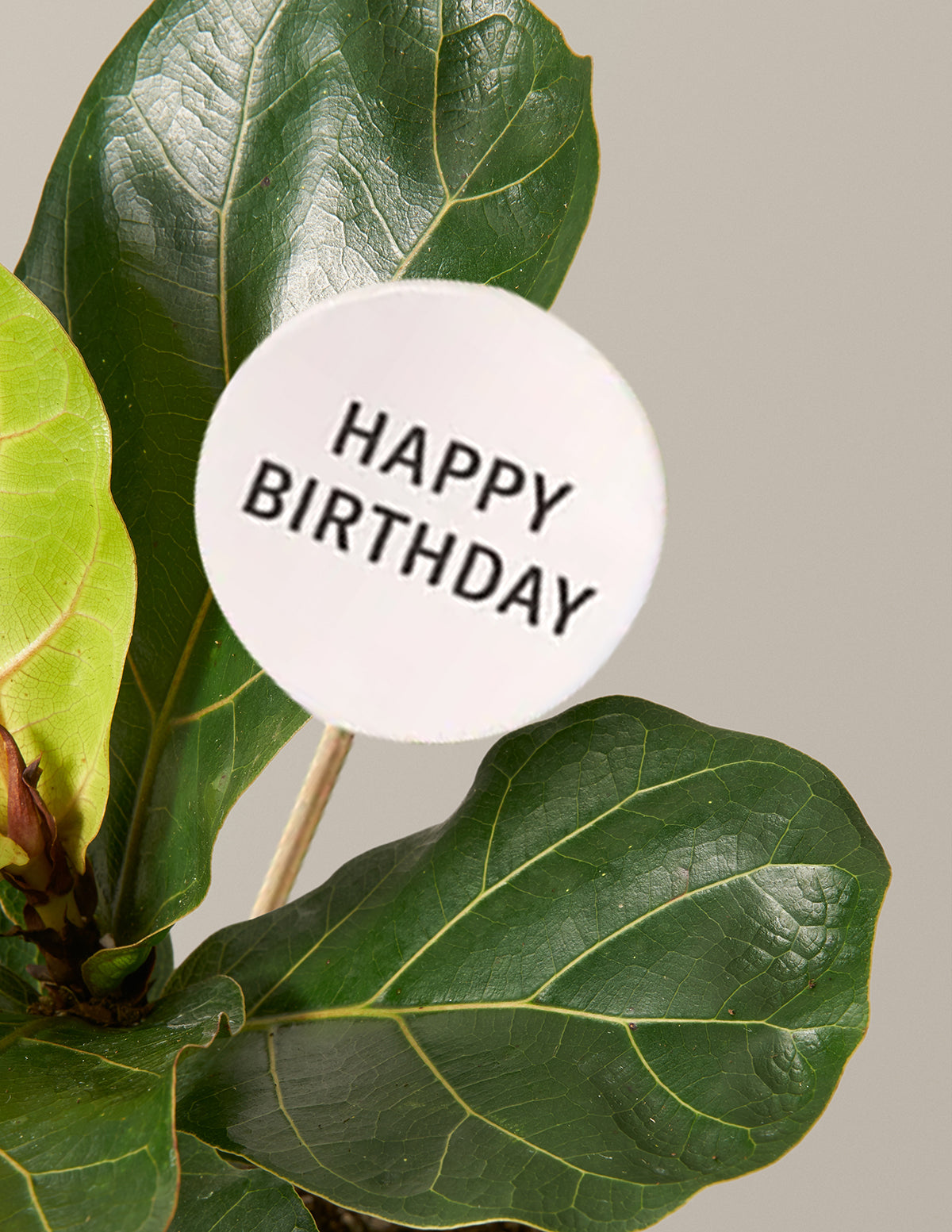 Happy Birthday Fiddle Leaf Fig Bush