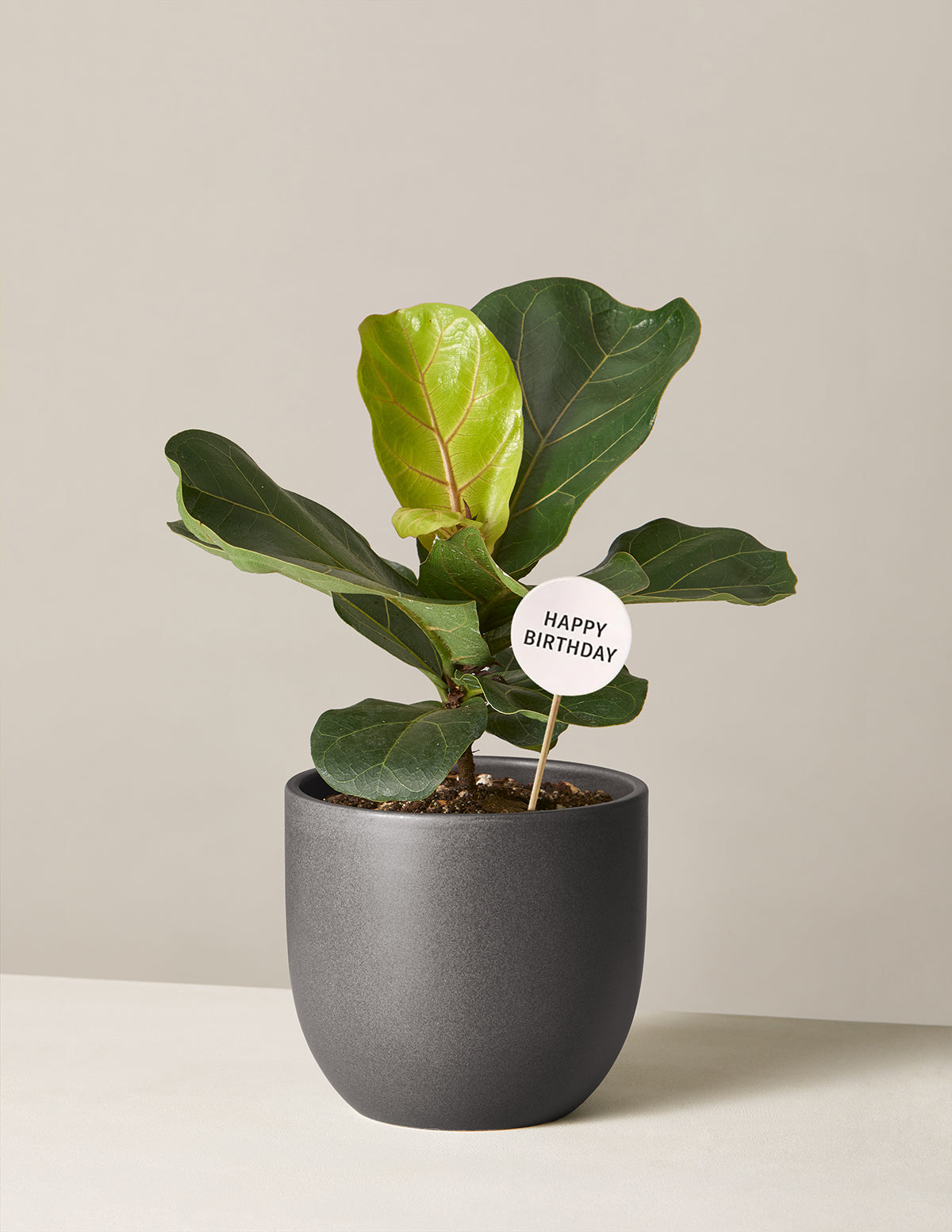 Happy Birthday Fiddle Leaf Fig Bush