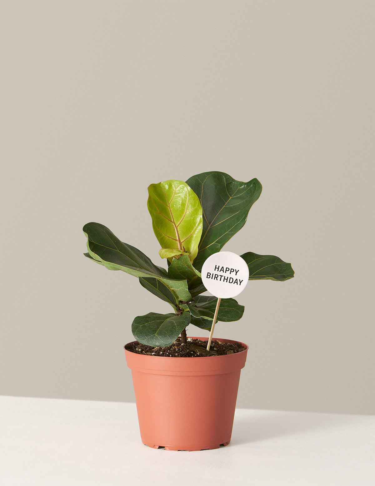 Happy Birthday Fiddle Leaf Fig Bush