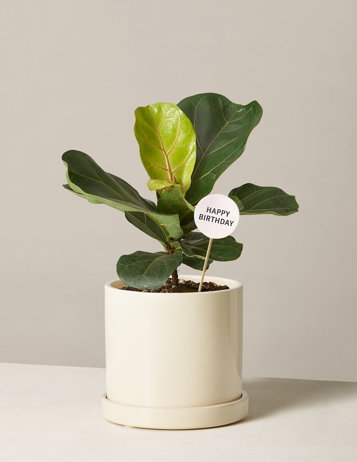 Happy Birthday Fiddle Leaf Fig Bush