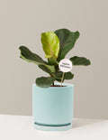 Happy Birthday Fiddle Leaf Fig Bush