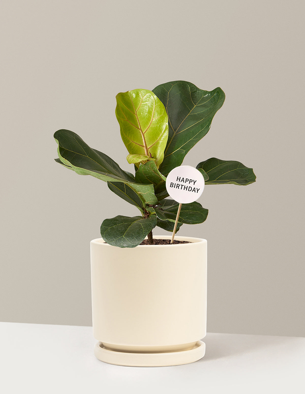 Happy Birthday Fiddle Leaf Fig Bush