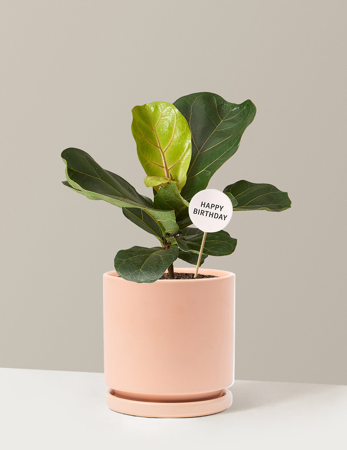 Happy Birthday Fiddle Leaf Fig Bush