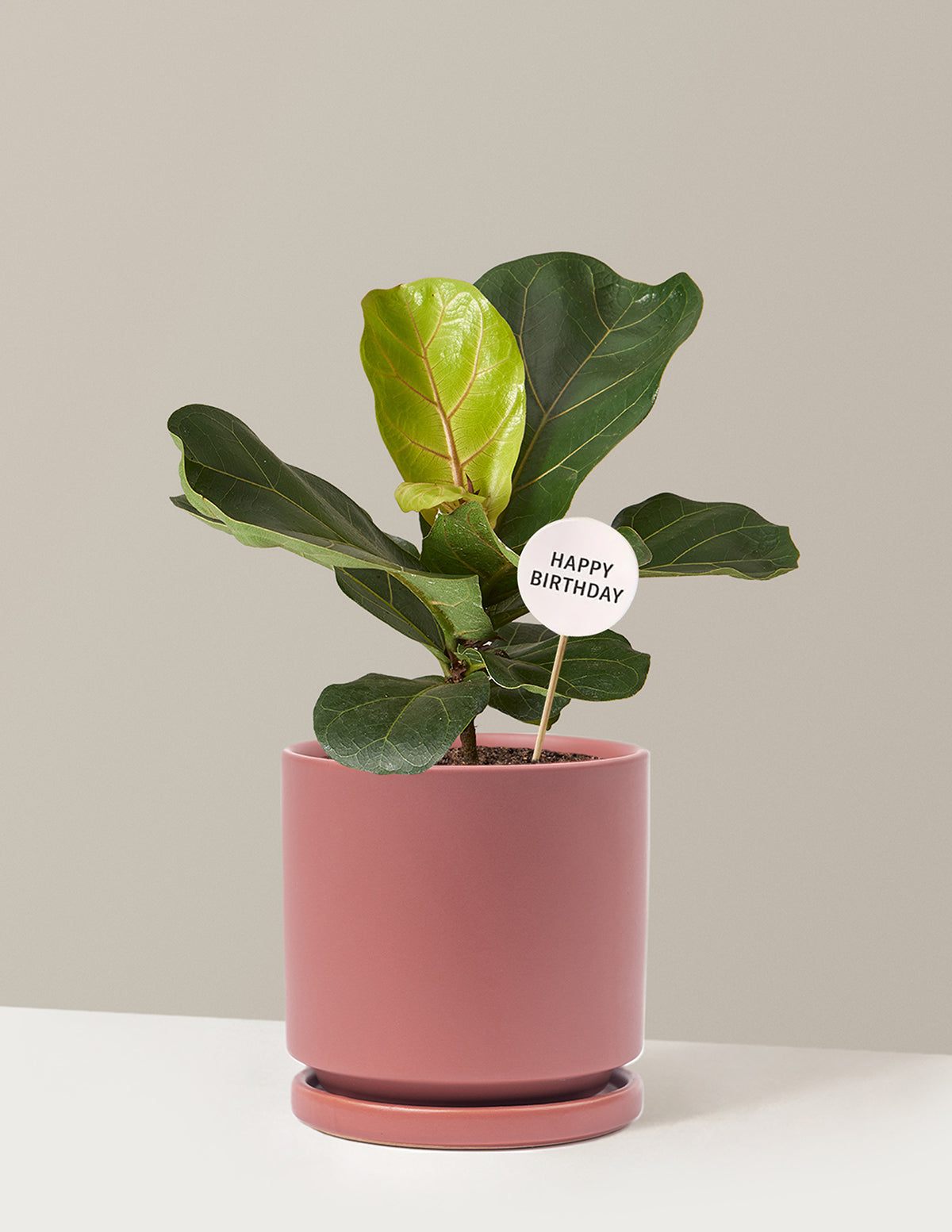 Happy Birthday Fiddle Leaf Fig Bush