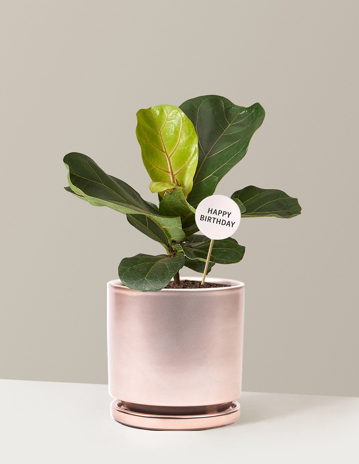 Happy Birthday Fiddle Leaf Fig Bush