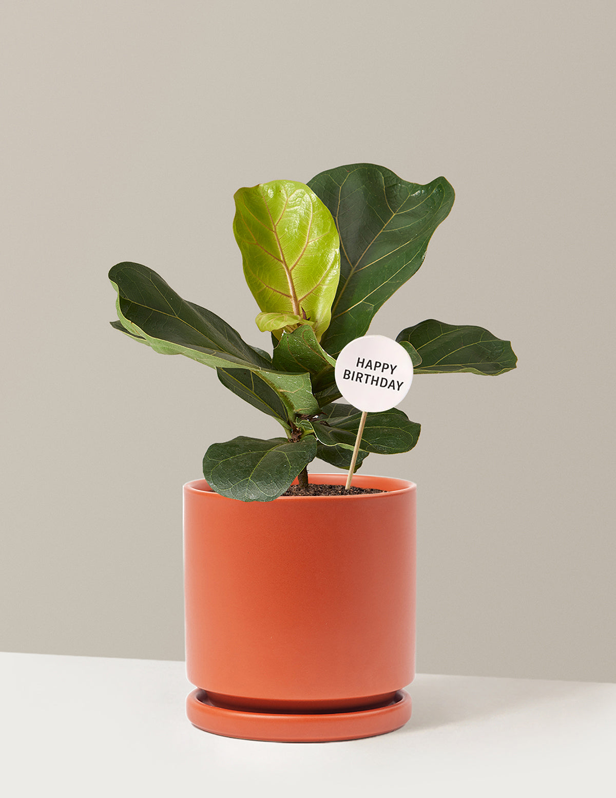 Happy Birthday Fiddle Leaf Fig Bush