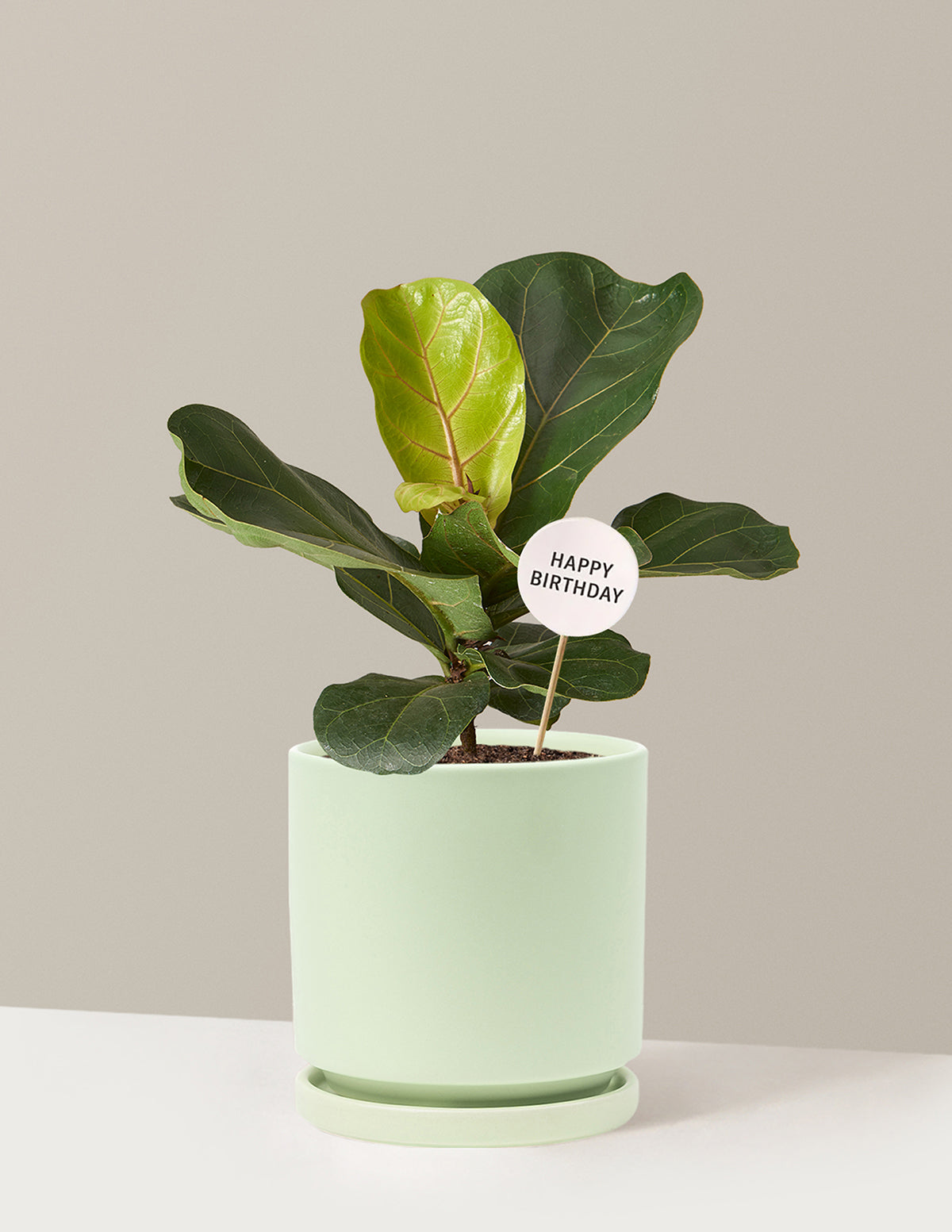 Happy Birthday Fiddle Leaf Fig Bush