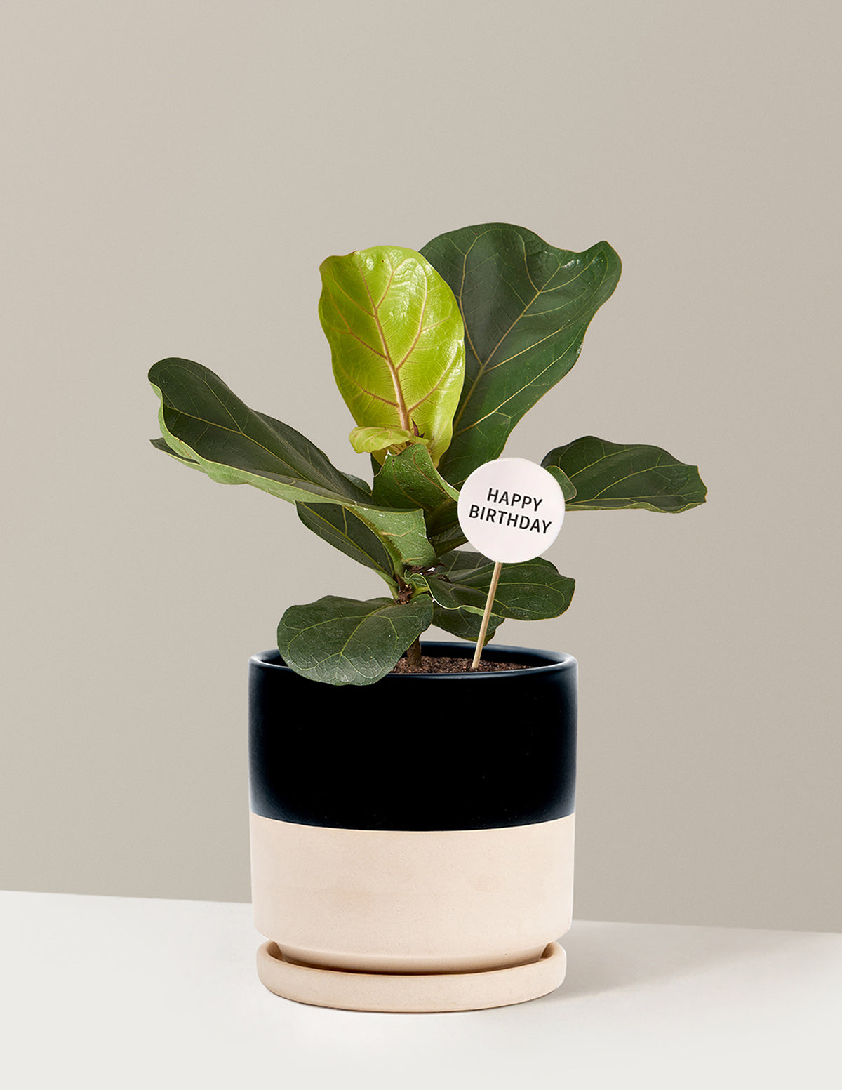 Happy Birthday Fiddle Leaf Fig Bush