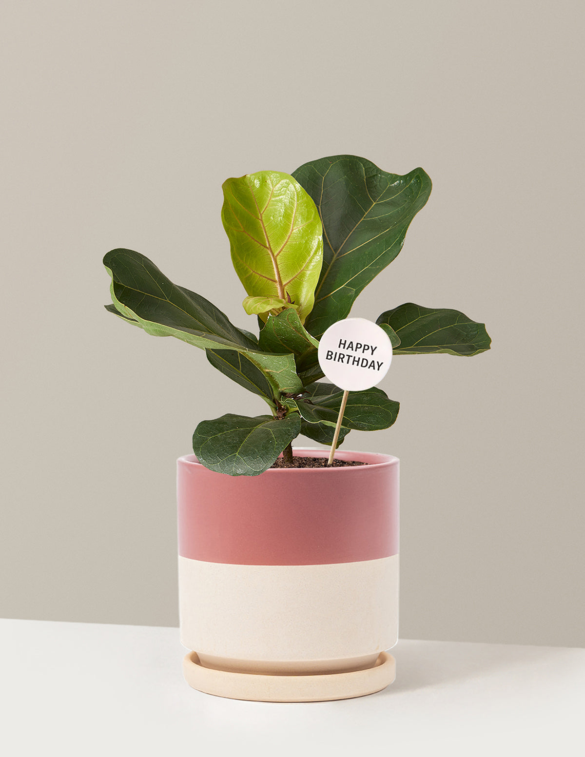 files/the-sill_Medium-Fiddle-Leaf-Fig-Happy-Birthday-Pop_Medium_Isabella-Top-Half-Dusty-Rose_Variant.jpg
