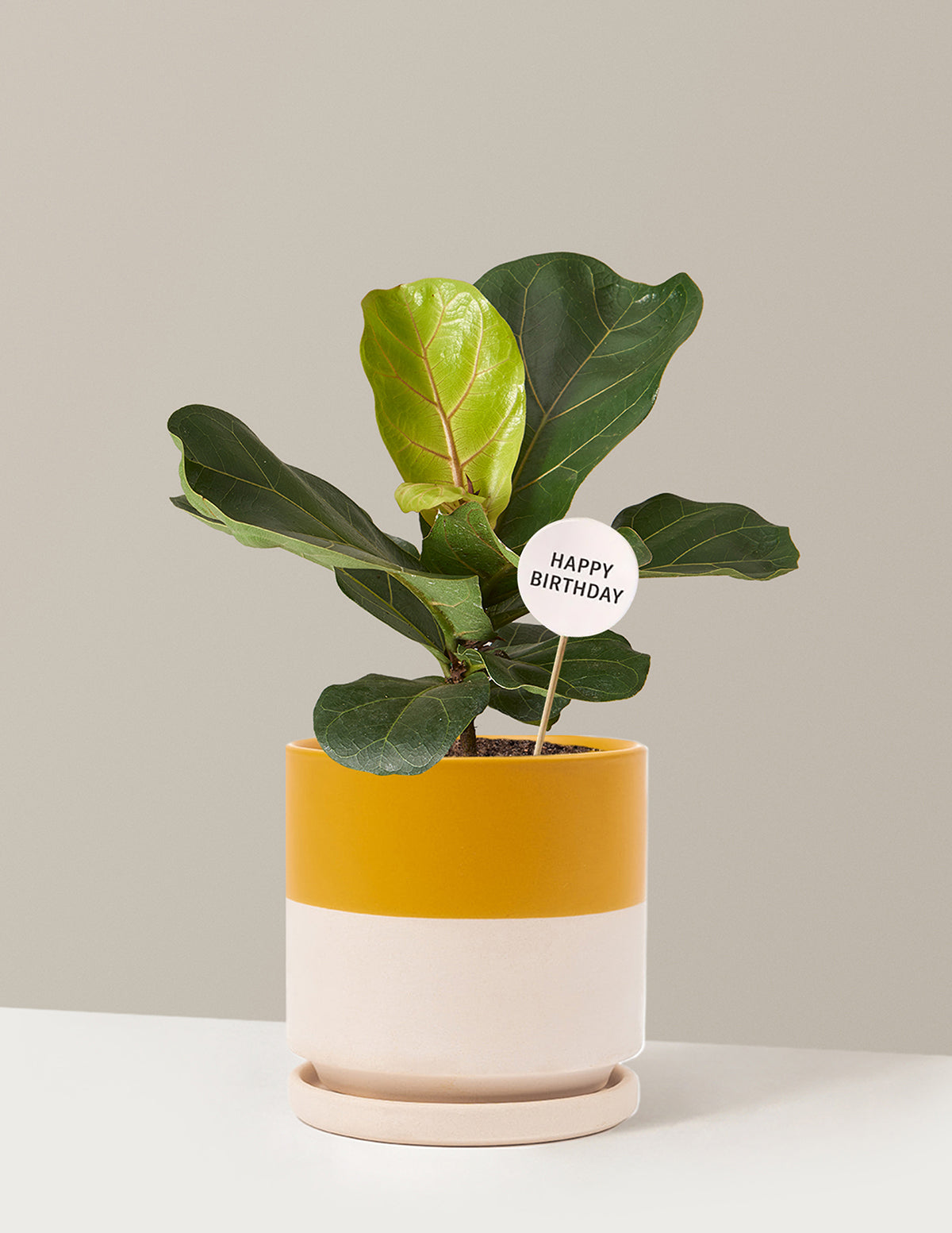 Happy Birthday Fiddle Leaf Fig Bush