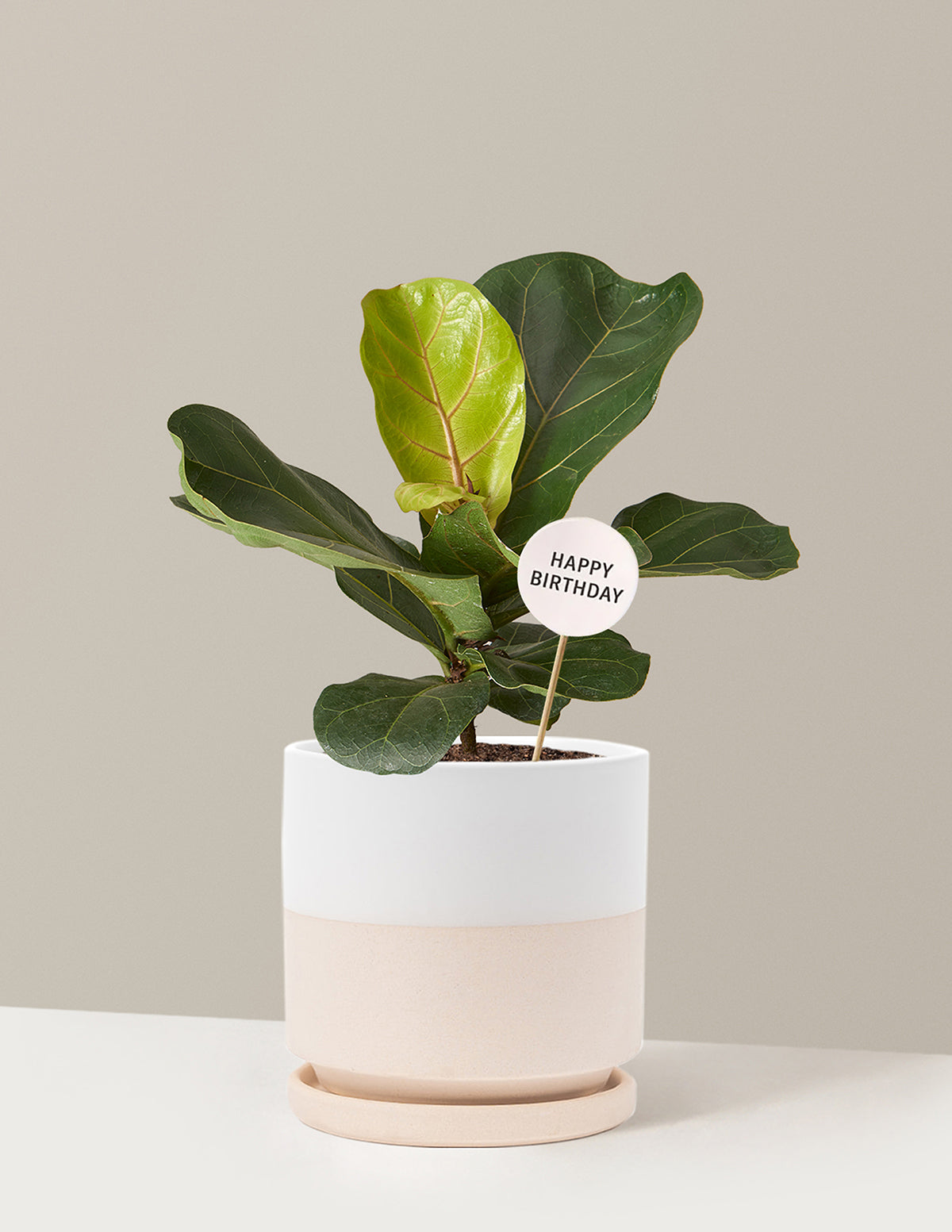 Happy Birthday Fiddle Leaf Fig Bush