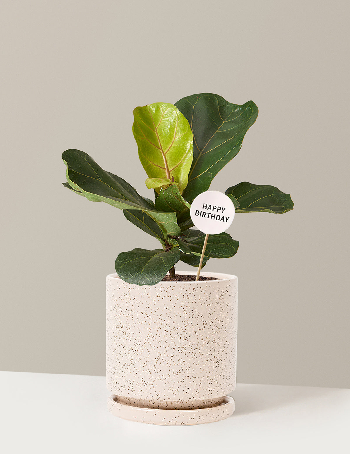 Happy Birthday Fiddle Leaf Fig Bush