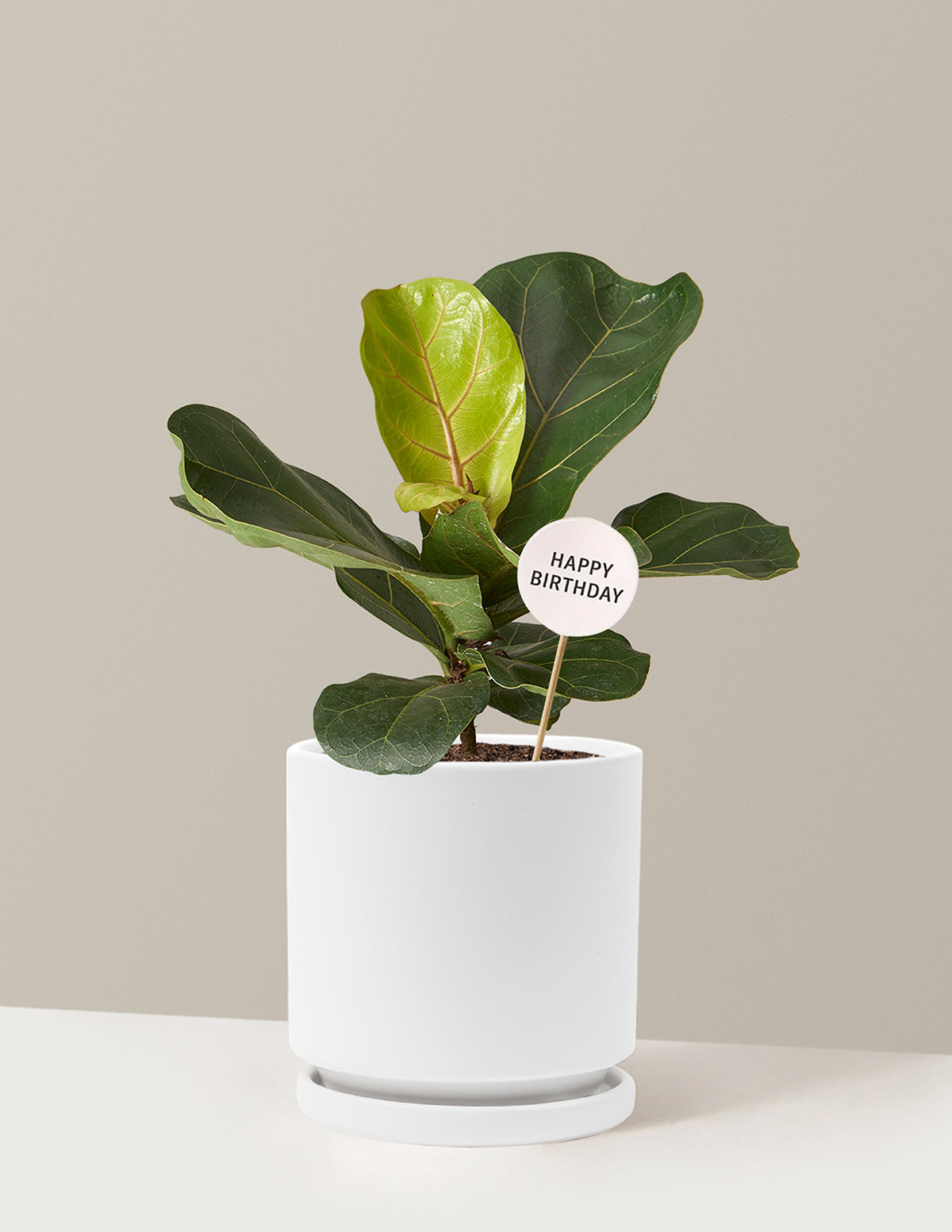 Happy Birthday Fiddle Leaf Fig Bush
