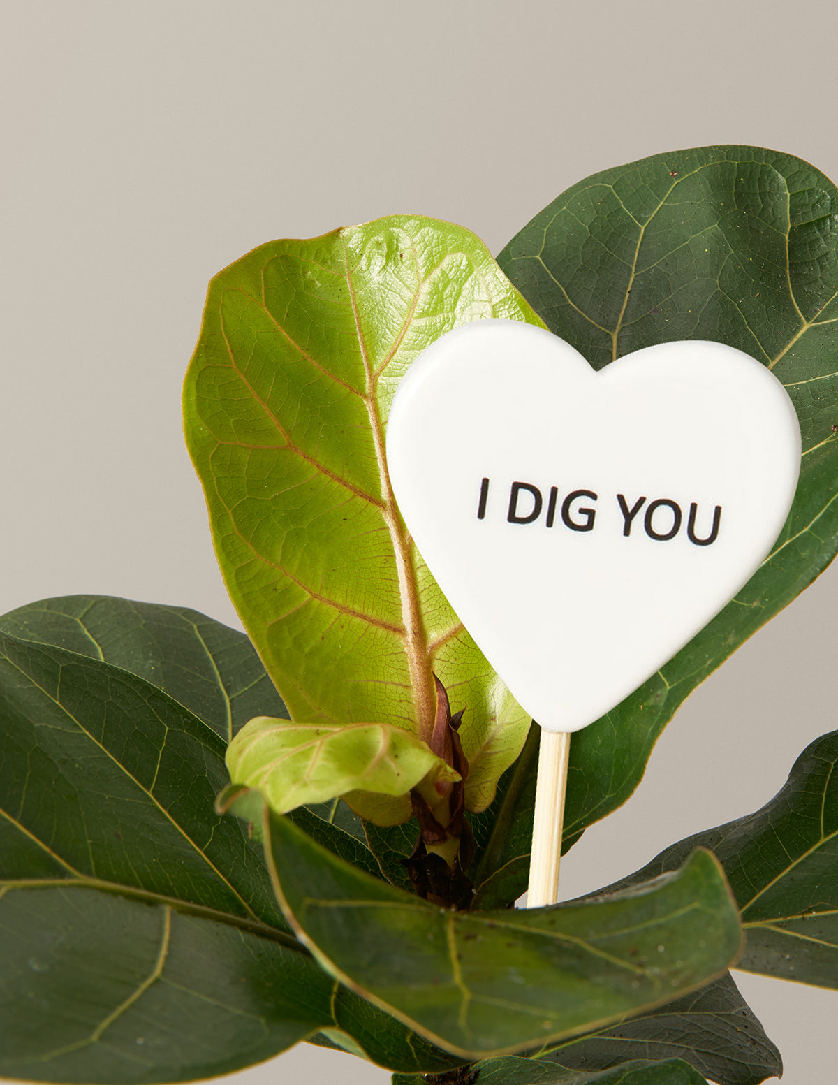 files/the-sill_Medium-Fiddle-Leaf-Fig-I-Dig-You-Pop_Gallery_1.jpg