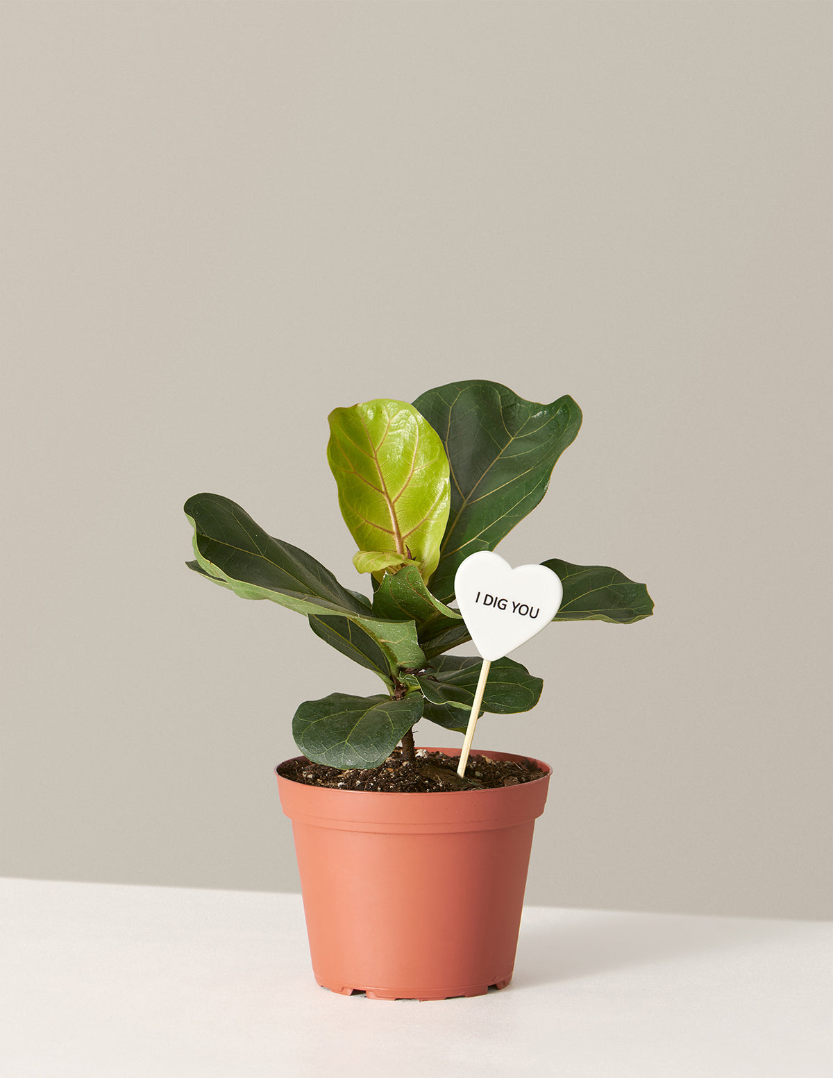I Dig You Fiddle Leaf Fig Bush