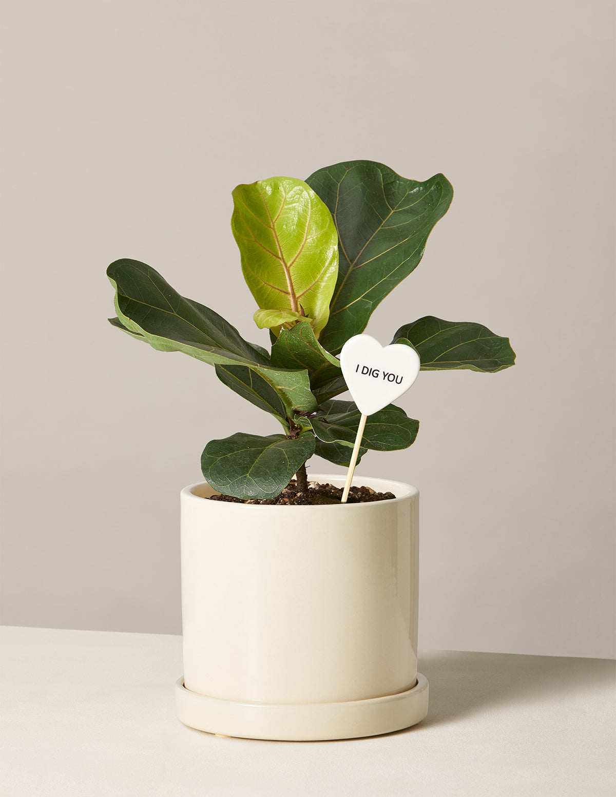 I Dig You Fiddle Leaf Fig Bush
