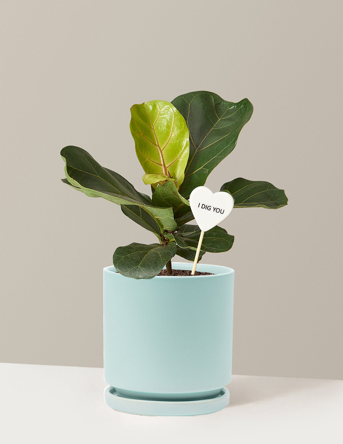 I Dig You Fiddle Leaf Fig Bush