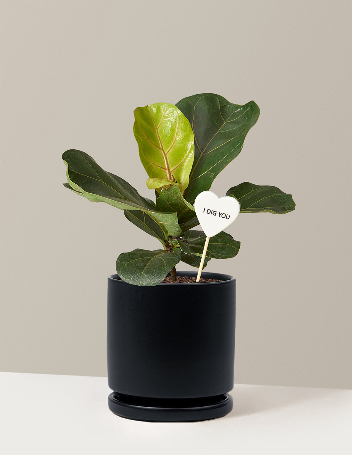 I Dig You Fiddle Leaf Fig Bush