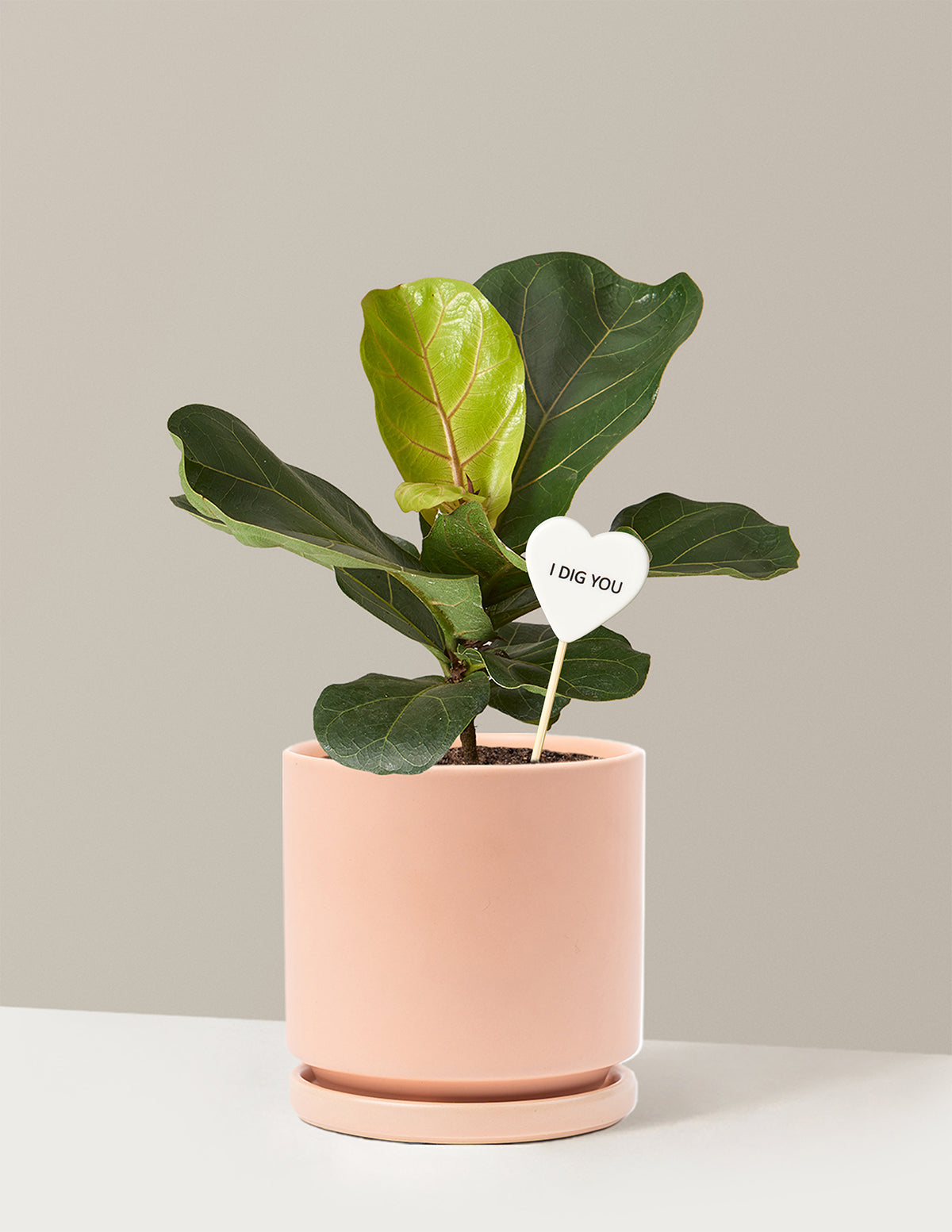 I Dig You Fiddle Leaf Fig Bush