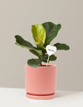 I Dig You Fiddle Leaf Fig Bush