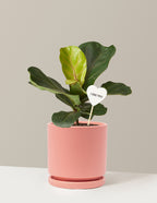 I Dig You Fiddle Leaf Fig Bush