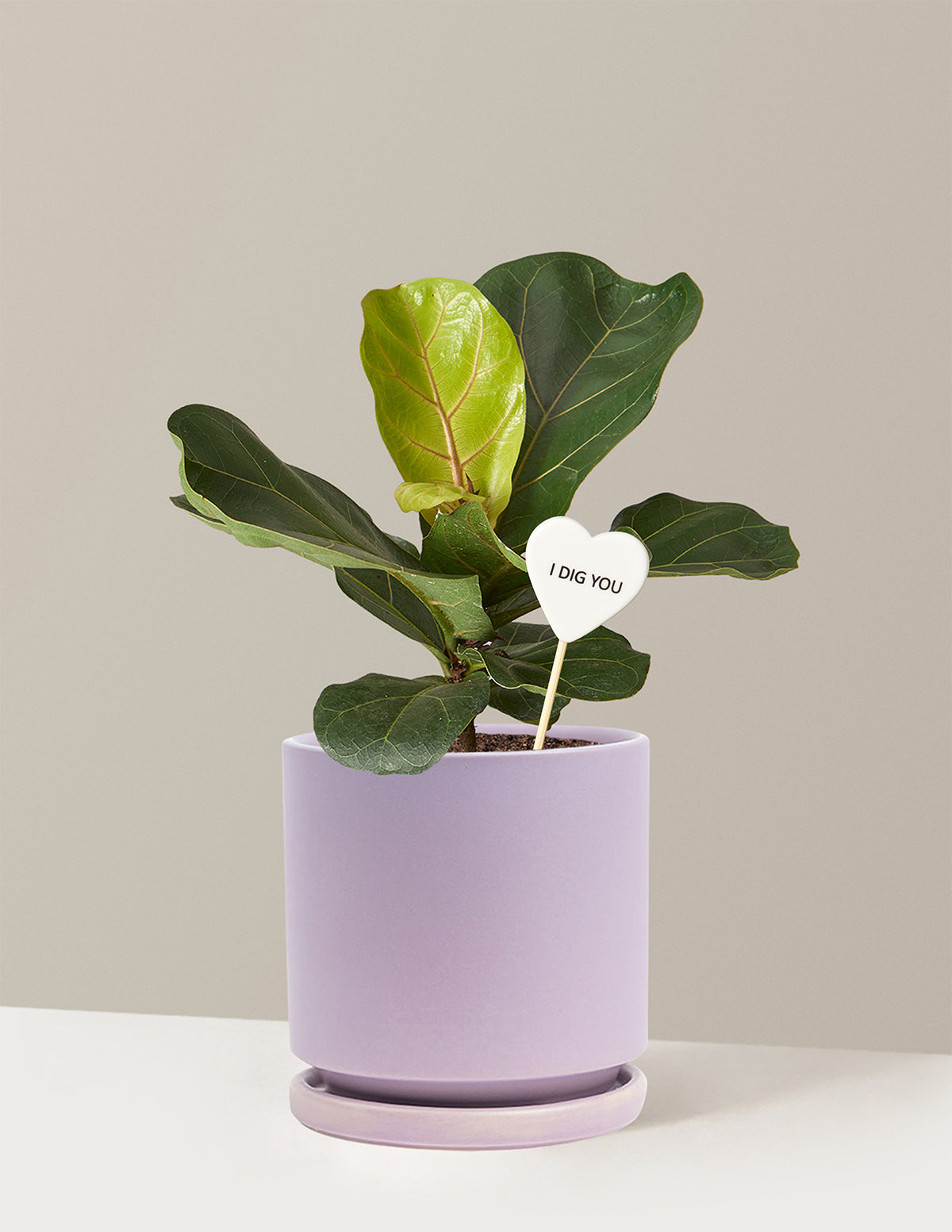 I Dig You Fiddle Leaf Fig Bush
