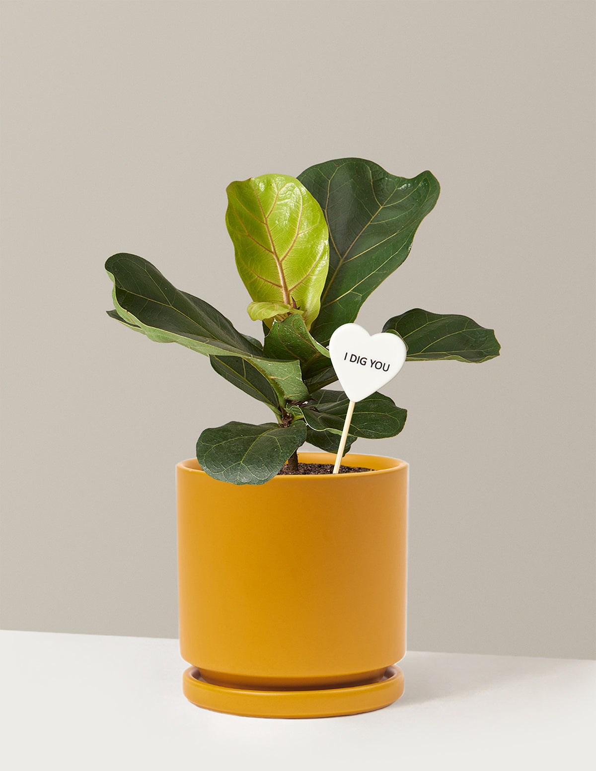 I Dig You Fiddle Leaf Fig Bush