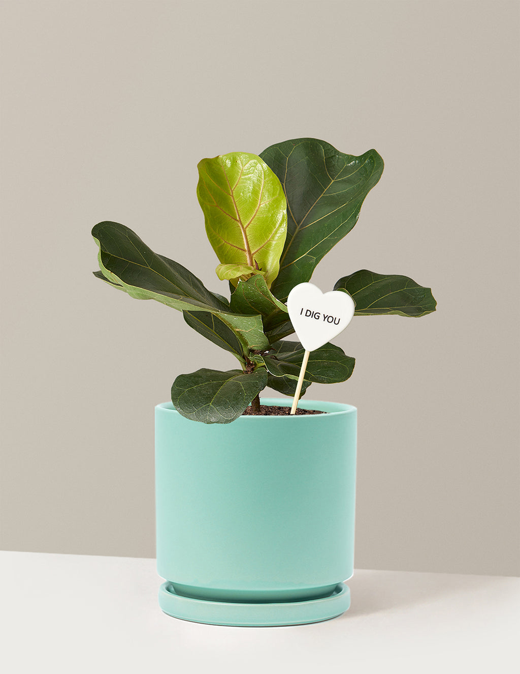 I Dig You Fiddle Leaf Fig Bush