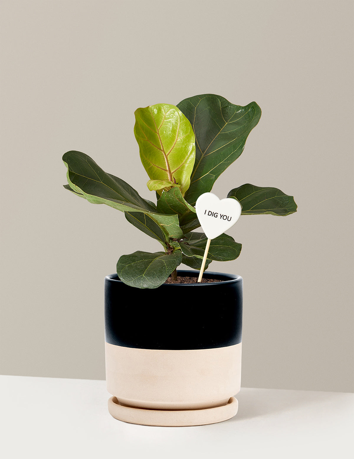 I Dig You Fiddle Leaf Fig Bush
