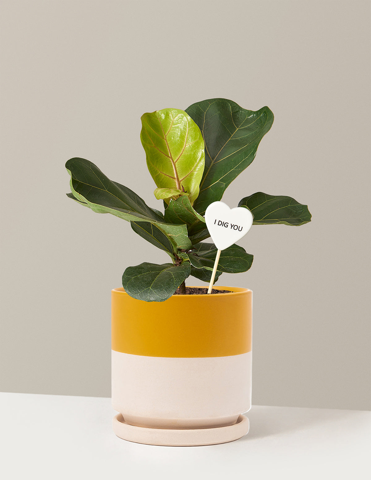 I Dig You Fiddle Leaf Fig Bush