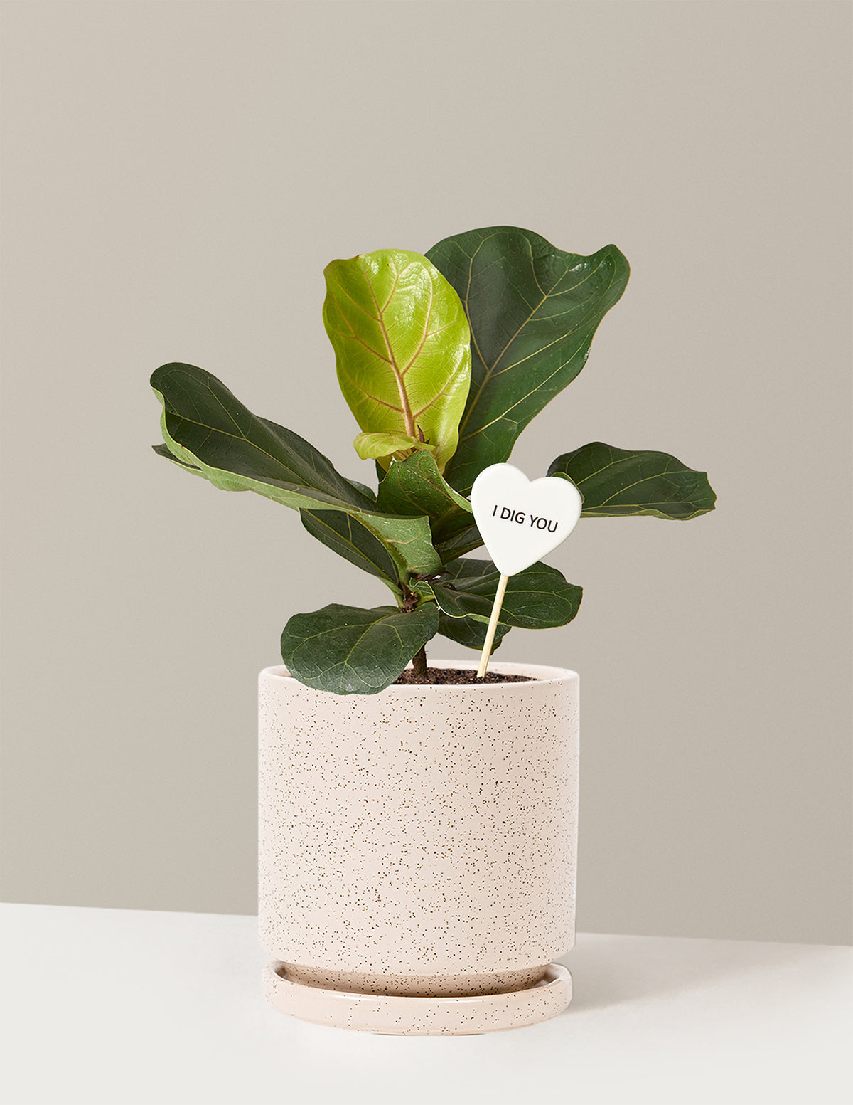 I Dig You Fiddle Leaf Fig Bush