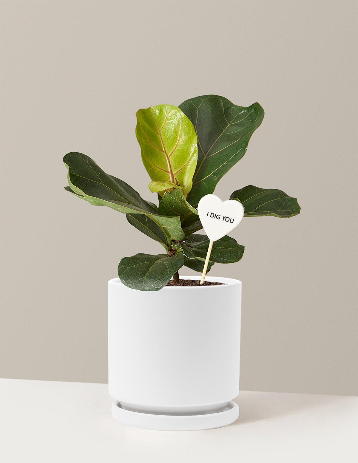 I Dig You Fiddle Leaf Fig Bush