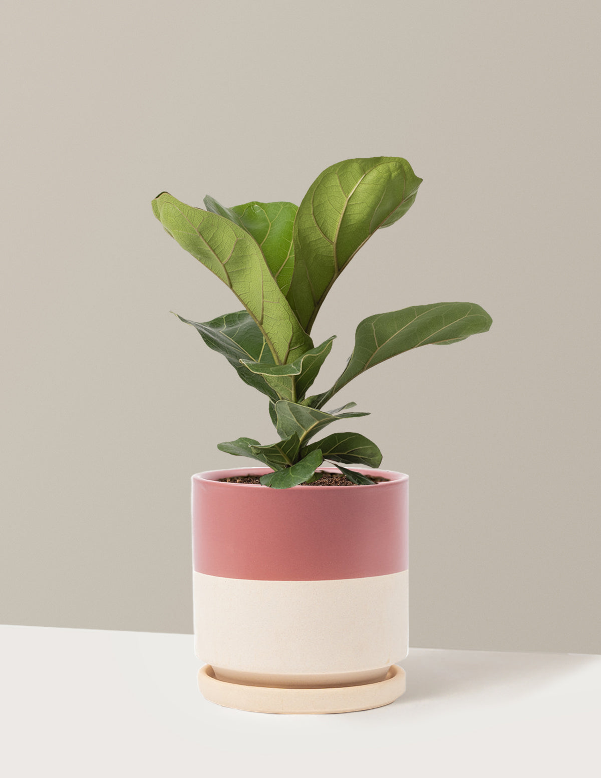 bundle | Medium | Isabella | Top Half Dusty Rose