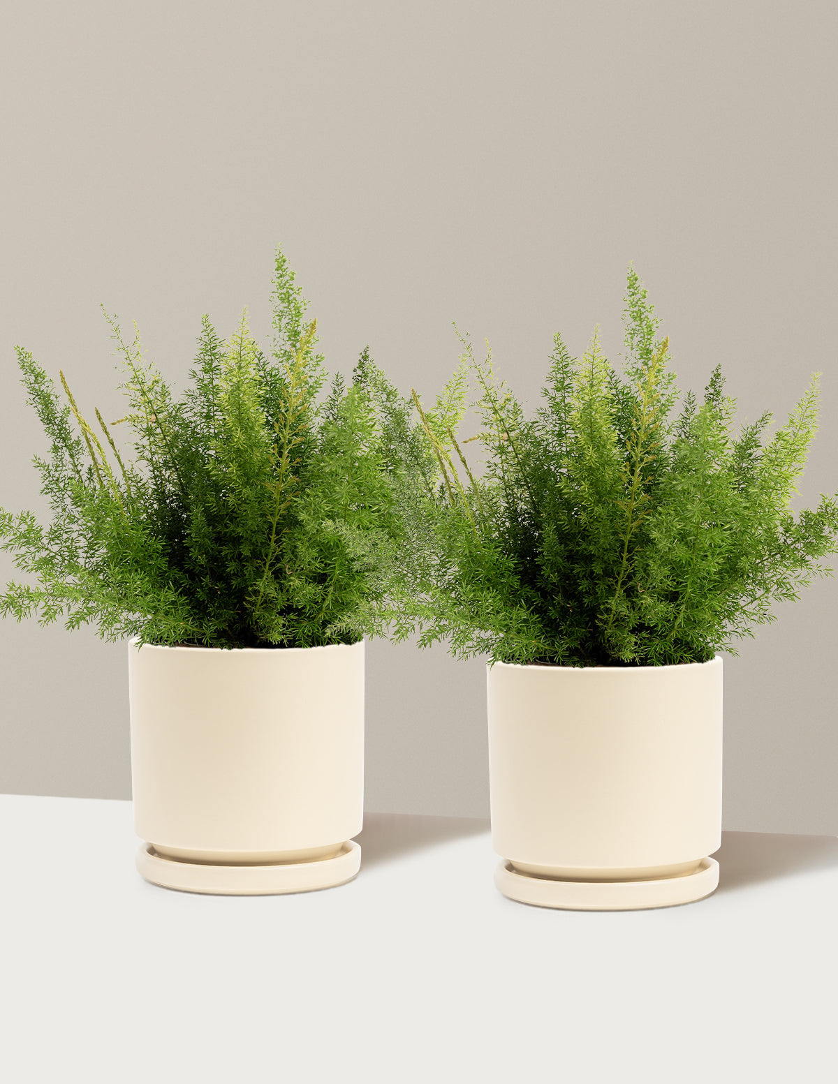 bundle | 1 Gallon - 2-Pack | Isabella | Almond