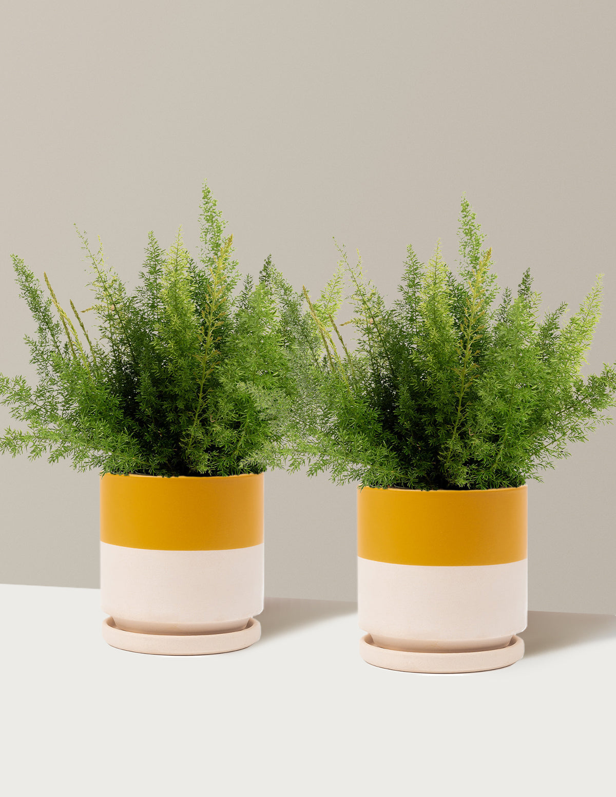 bundle | 1 Gallon - 2-Pack | Isabella | Top Half Mustard