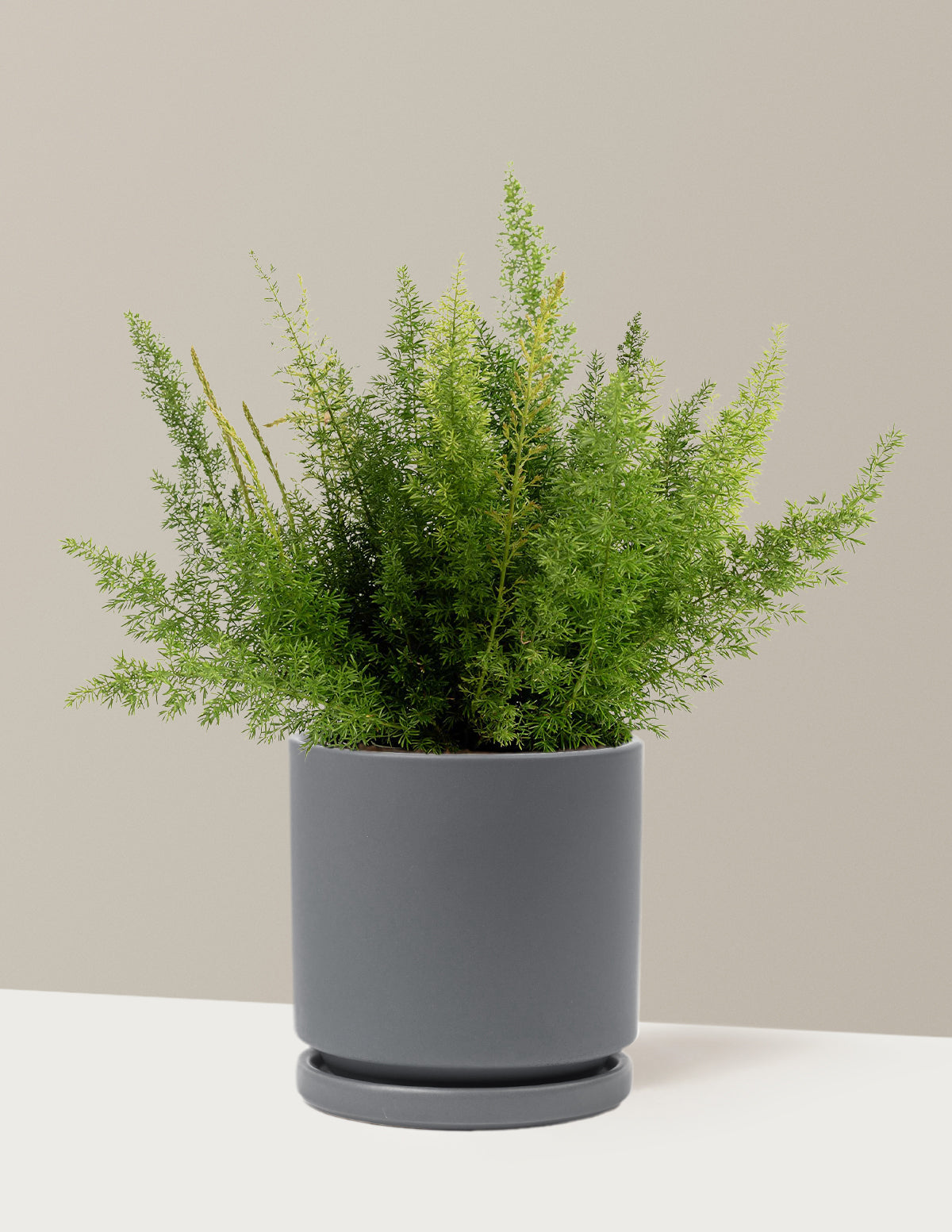 bundle | 1 Gallon - Single | Isabella | Granite