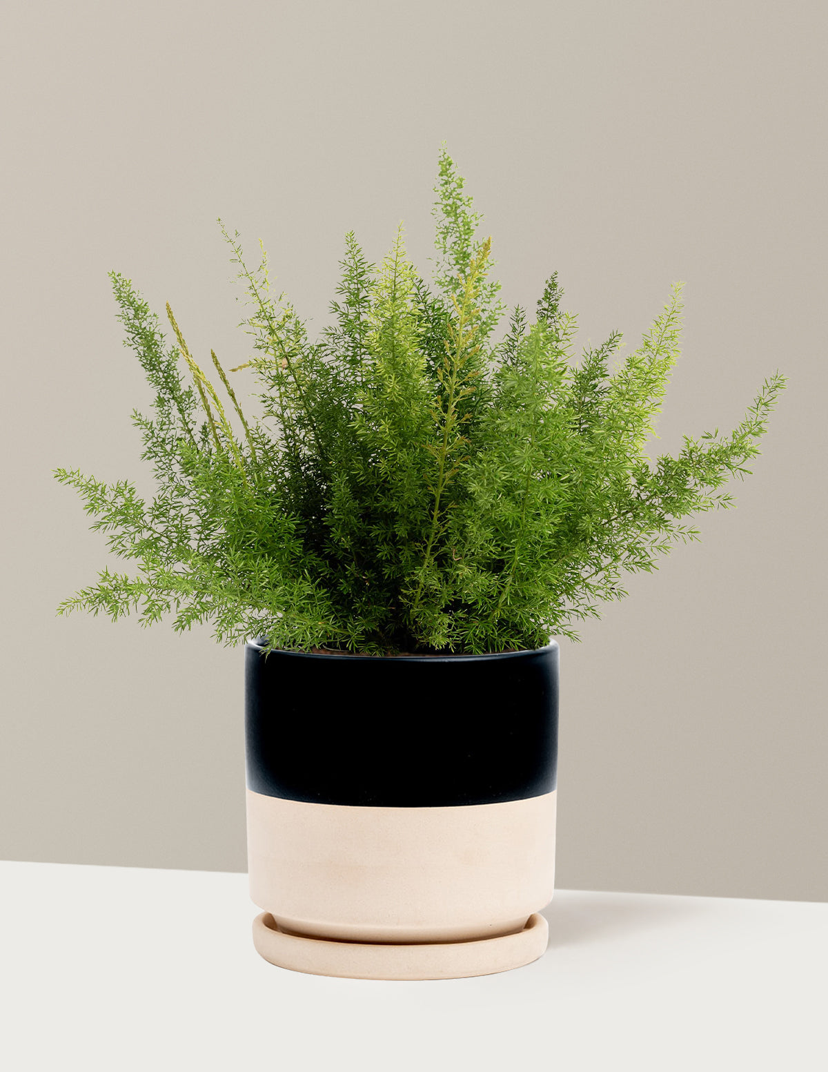 files/the-sill_Medium-Foxtail-Fern_Medium-Isabella-Top-Half-Black_Variant.jpg