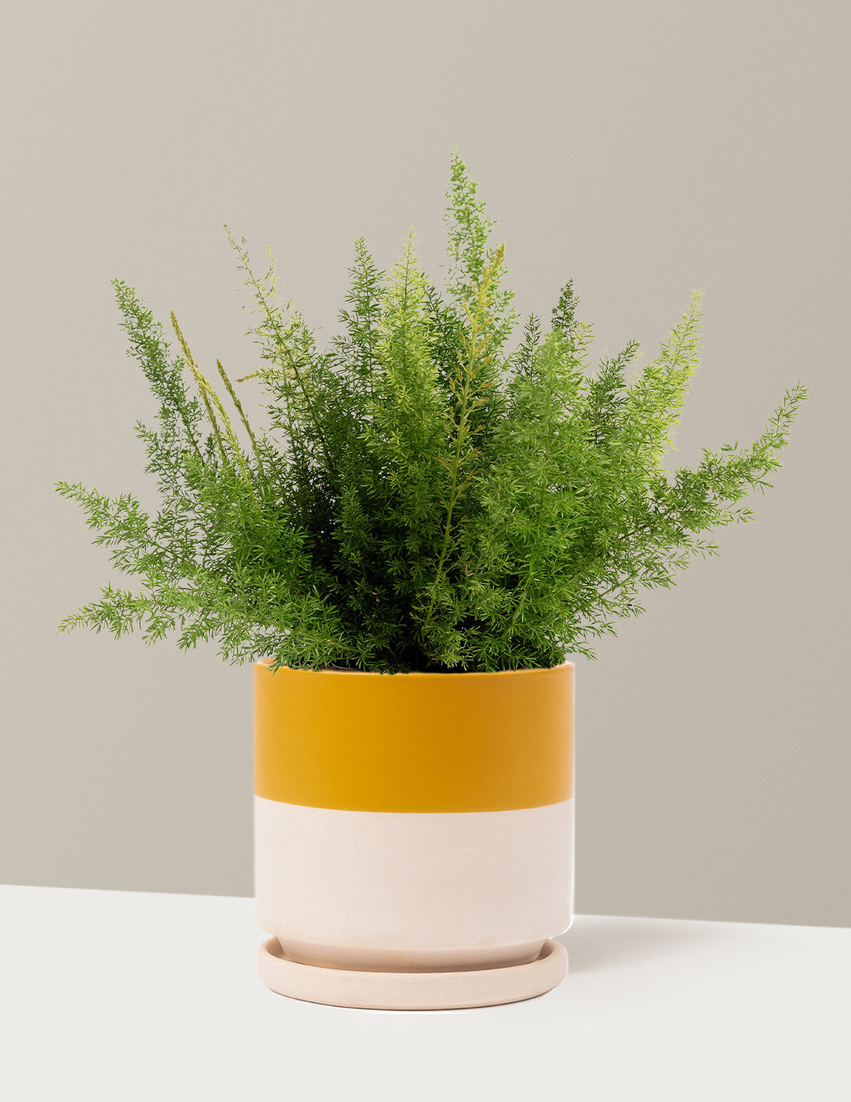 bundle | 1 Gallon - Single | Isabella | Top Half Mustard