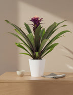 Bromeliad Guzmania Francesca