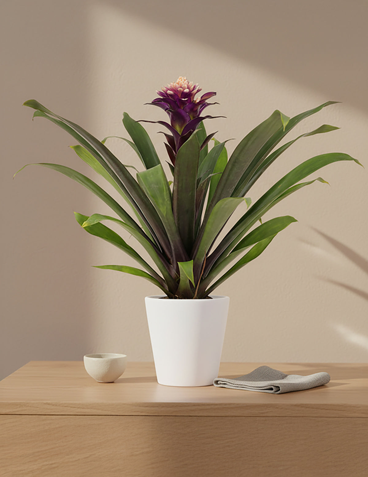 Bromeliad Guzmania Francesca