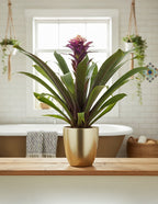 Bromeliad Guzmania Francesca